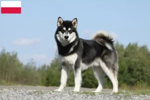Read more about the article Alaskan Malamute breeders and puppies in Poland