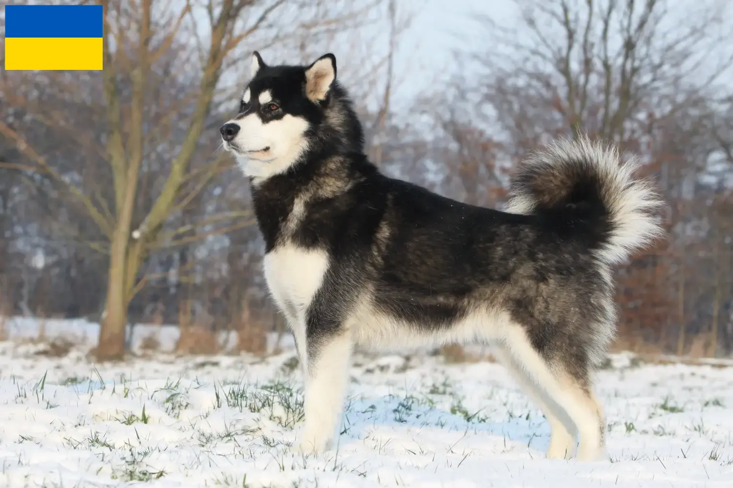Read more about the article Alaskan Malamute breeders and puppies in Ukraine