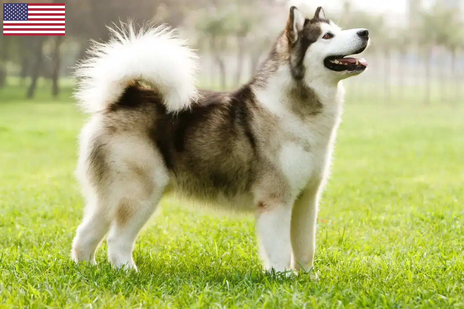 Read more about the article Alaskan Malamute breeders and puppies in the USA