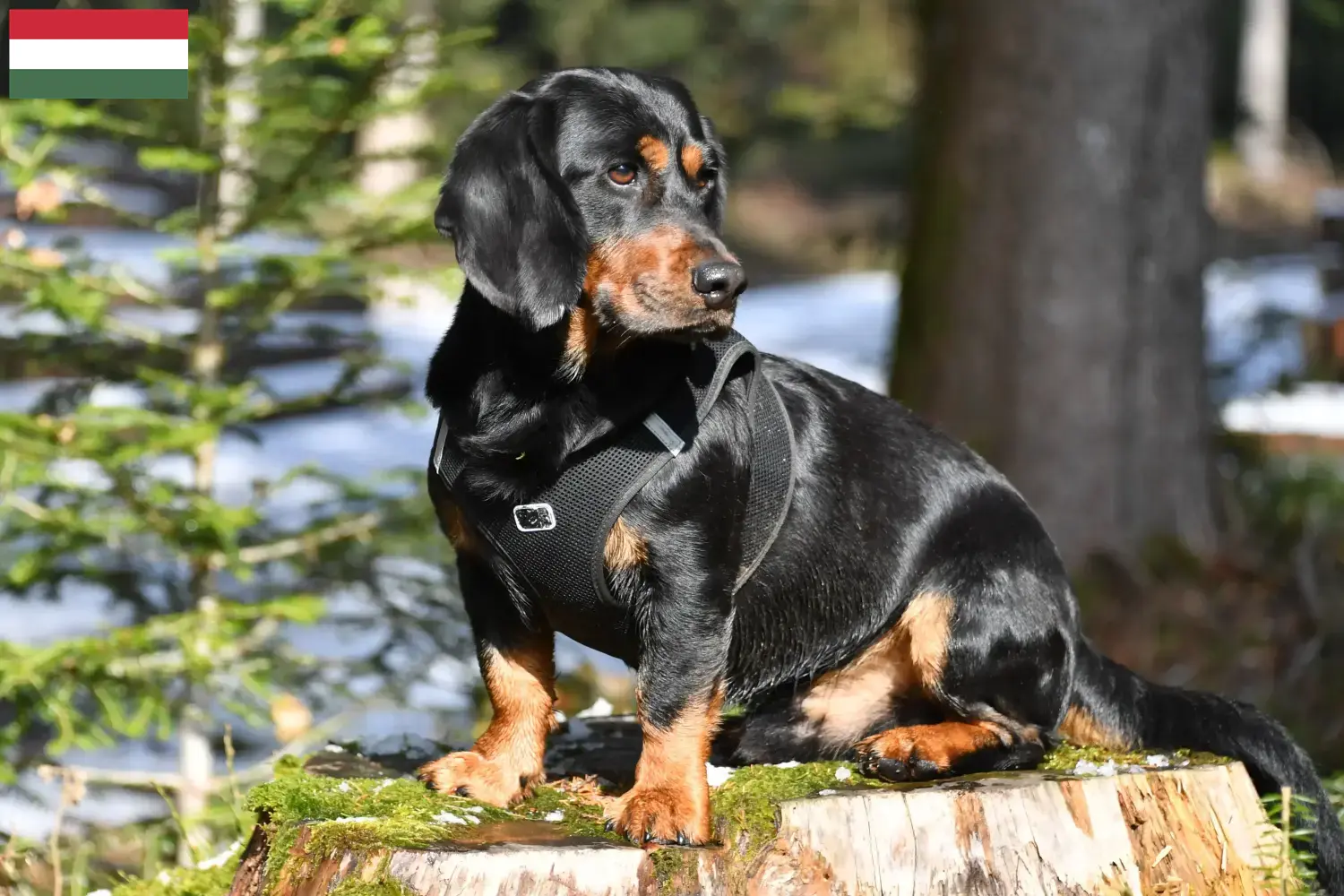 Read more about the article Alpine Dachsbracke breeders and puppies in Hungary