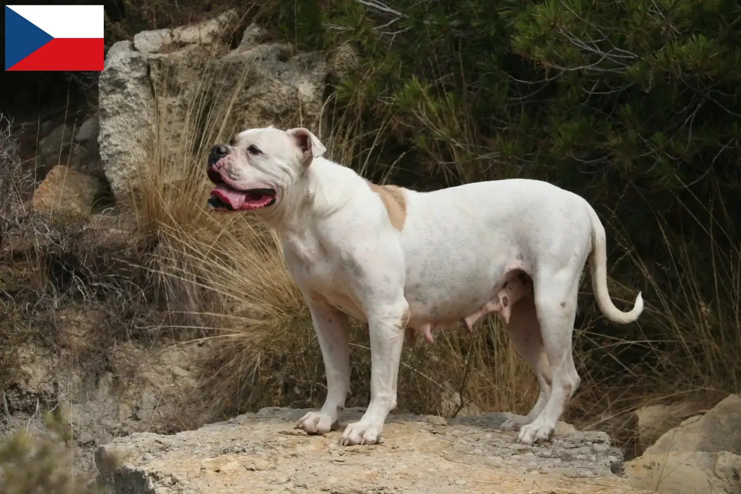 Read more about the article American Bulldog breeders and puppies in the Czech Republic