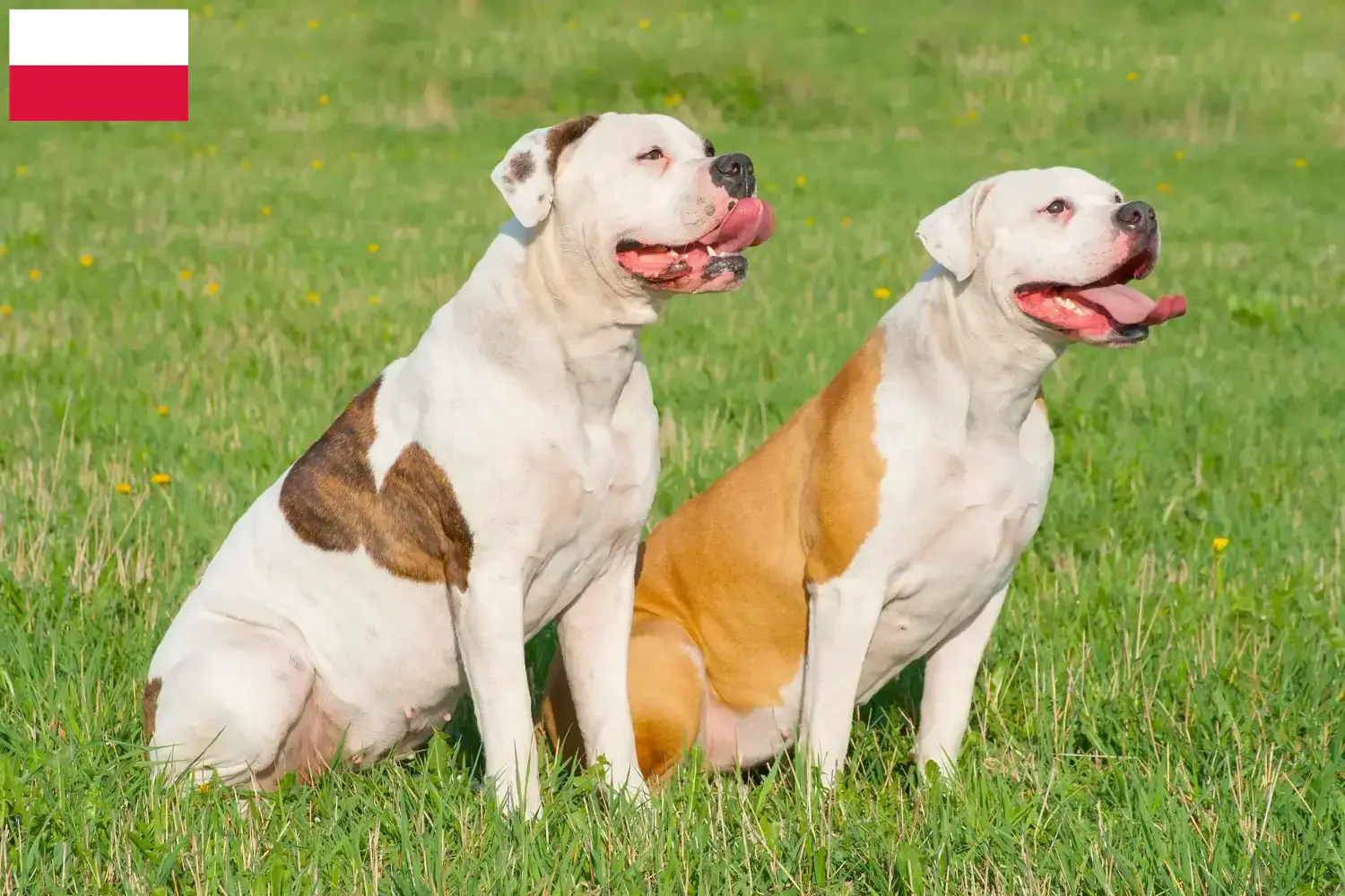 Read more about the article American Bulldog breeders and puppies in Poland