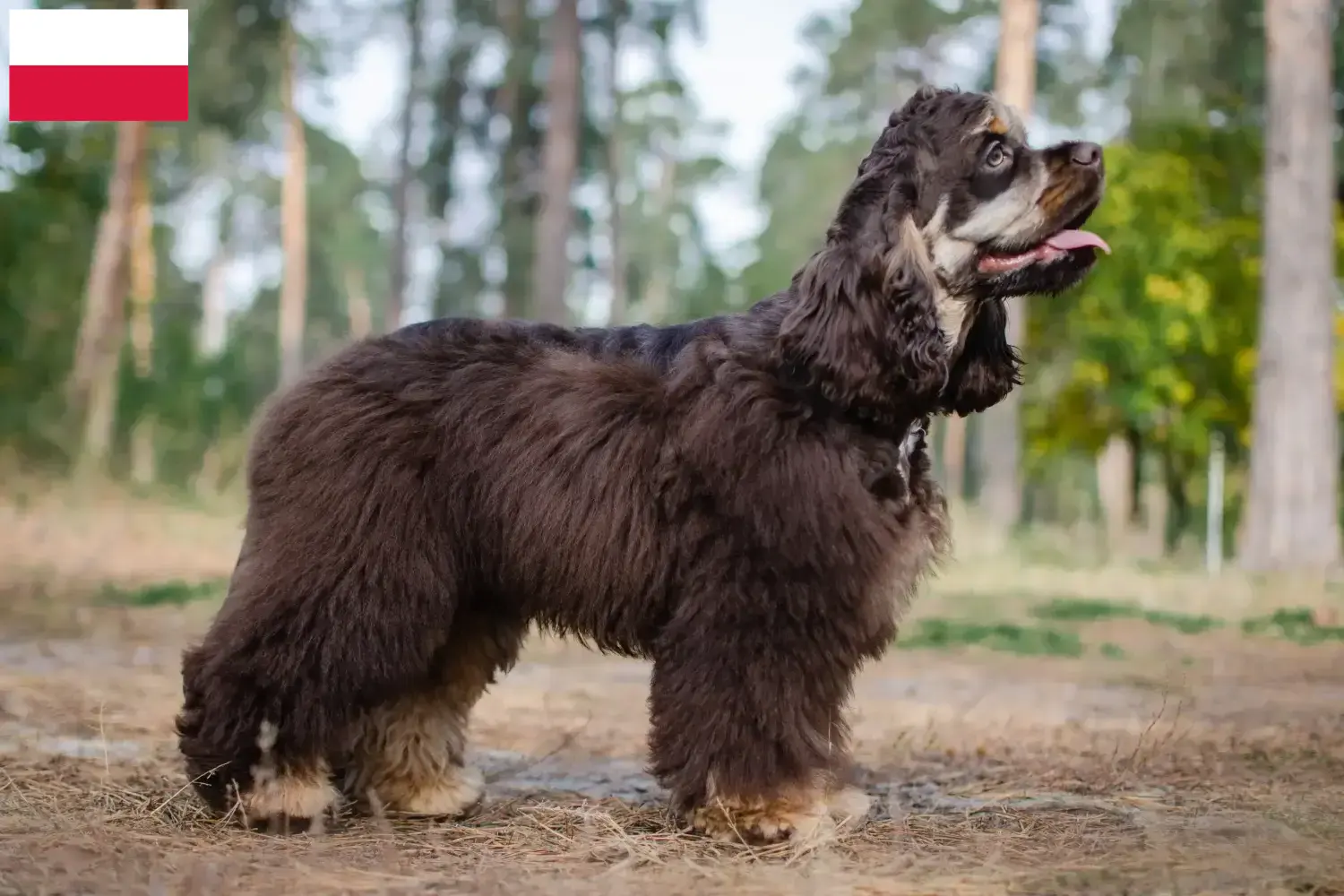 Read more about the article American Cocker Spaniel breeders and puppies in Poland