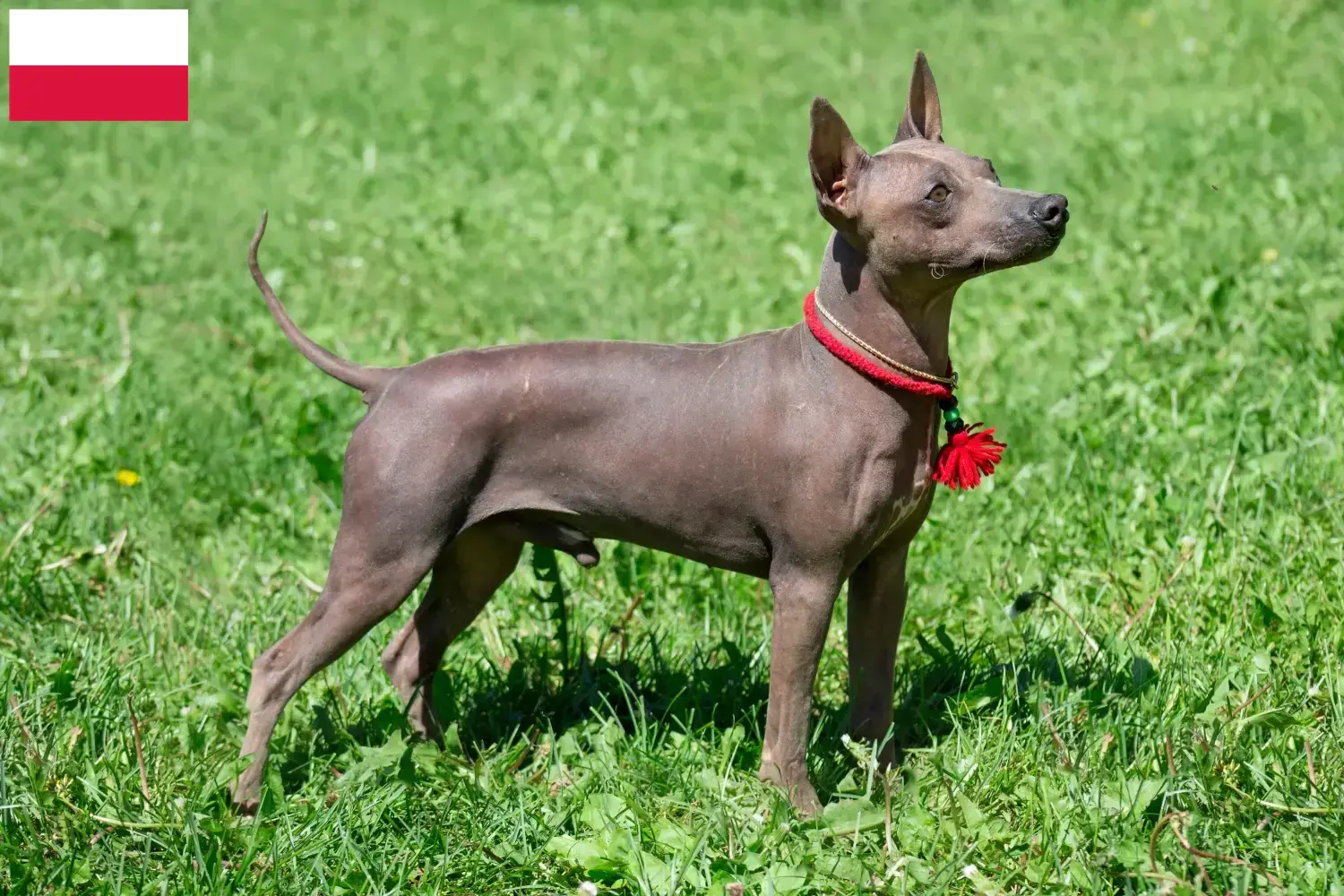 Read more about the article American Hairless Terrier breeders and puppies in Poland