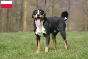 Read more about the article Appenzell Mountain Dog Breeder and Puppies in Poland