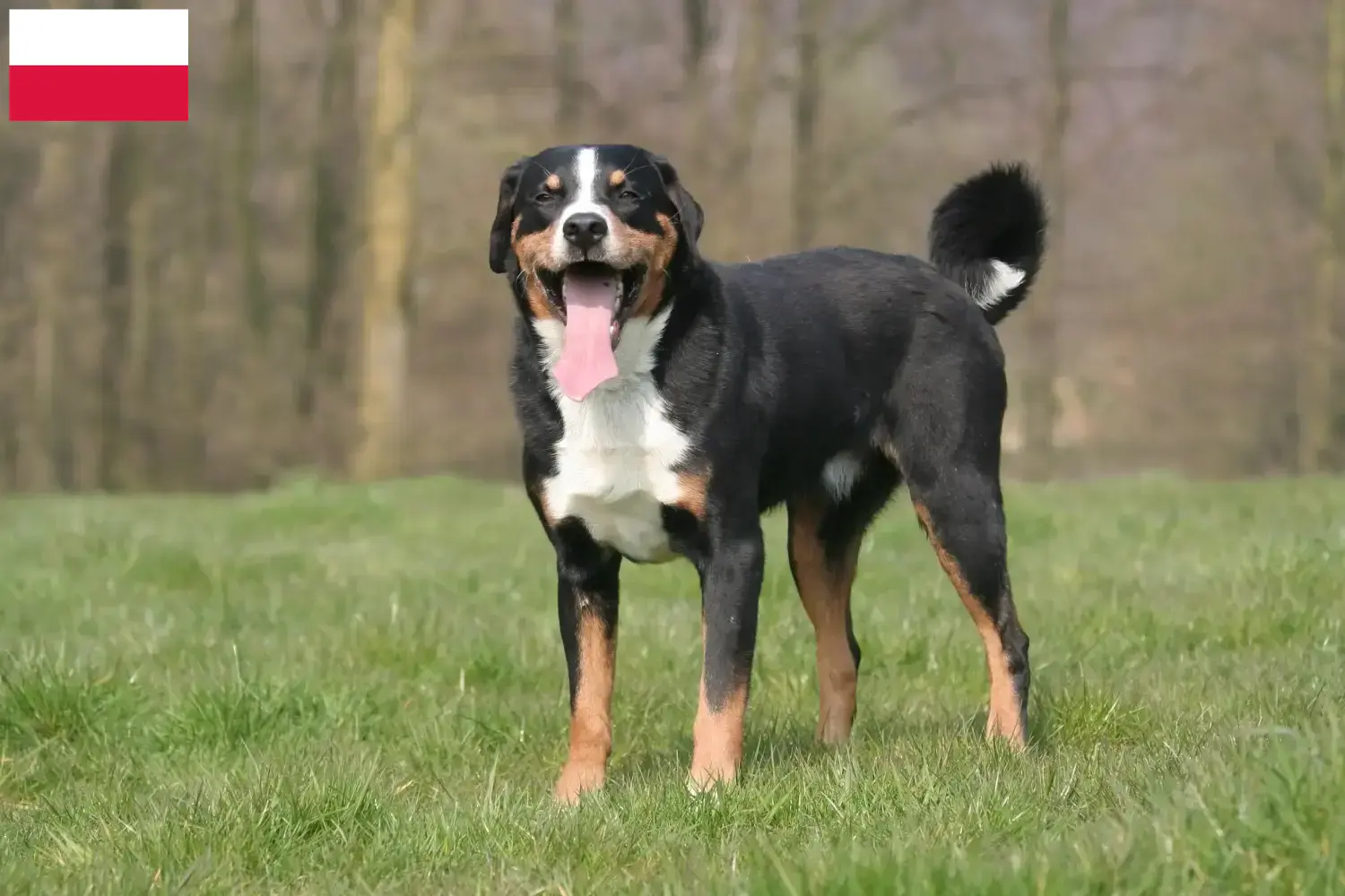 Read more about the article Appenzell Mountain Dog Breeder and Puppies in Poland