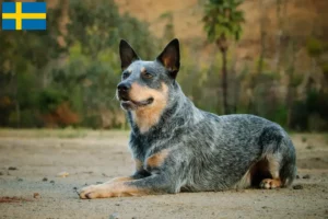 Read more about the article Australian Cattle Dog breeders and puppies in Sweden