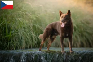Read more about the article Australian Kelpie breeders and puppies in the Czech Republic