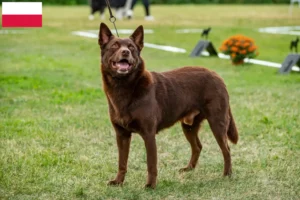 Read more about the article Australian Kelpie breeders and puppies in Poland