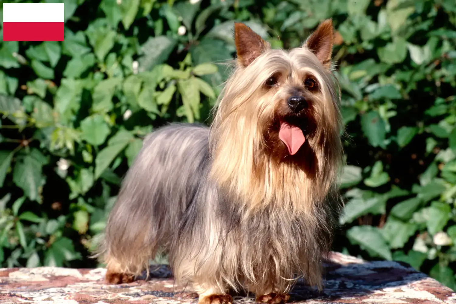 Read more about the article Australian Silky Terrier breeders and puppies in Poland