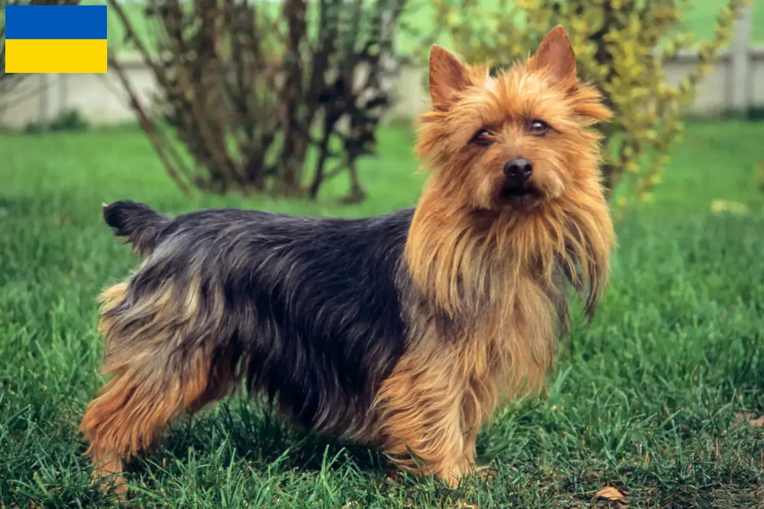 Read more about the article Australian Terrier breeders and puppies in Ukraine