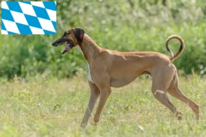 Read more about the article Azawakh breeders and puppies in Bavaria