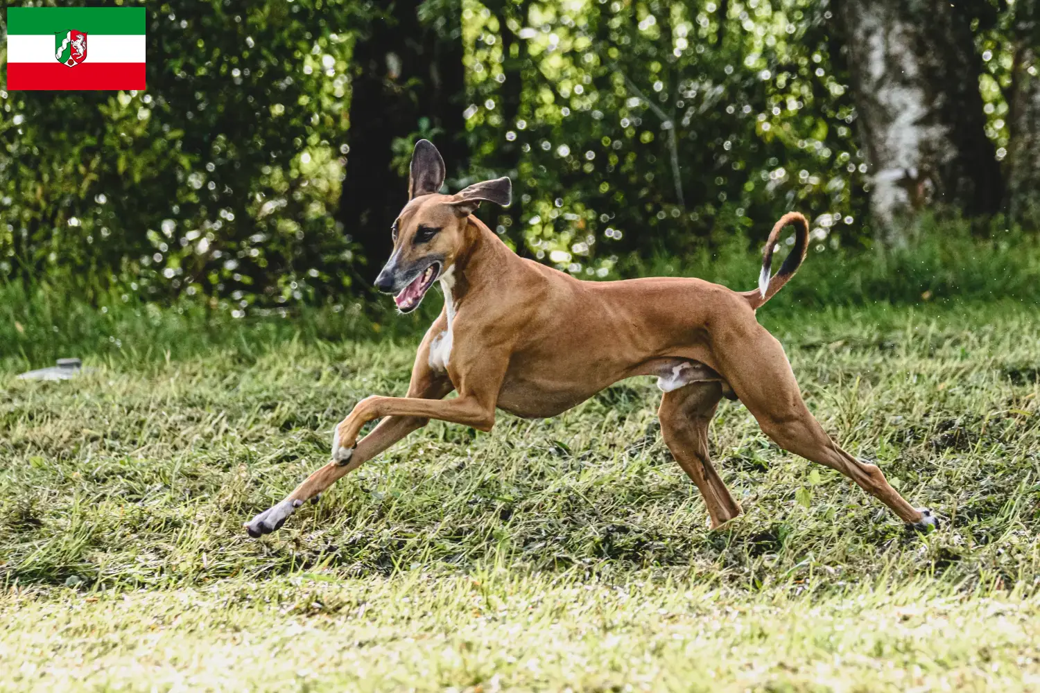 Read more about the article Azawakh breeders and puppies in North Rhine-Westphalia