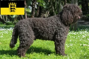 Read more about the article Barbet breeders and puppies in Baden-Württemberg