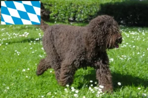 Read more about the article Barbet breeders and puppies in Bavaria