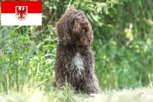Read more about the article Barbet breeders and puppies in Brandenburg