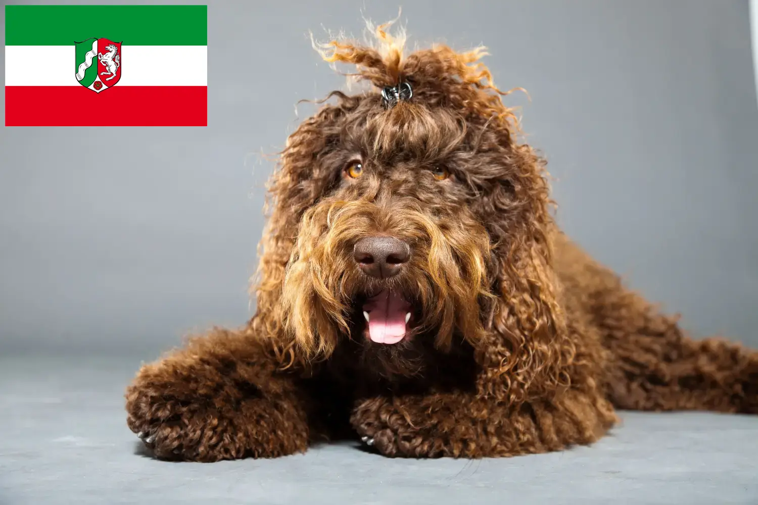 Read more about the article Barbet breeders and puppies in North Rhine-Westphalia