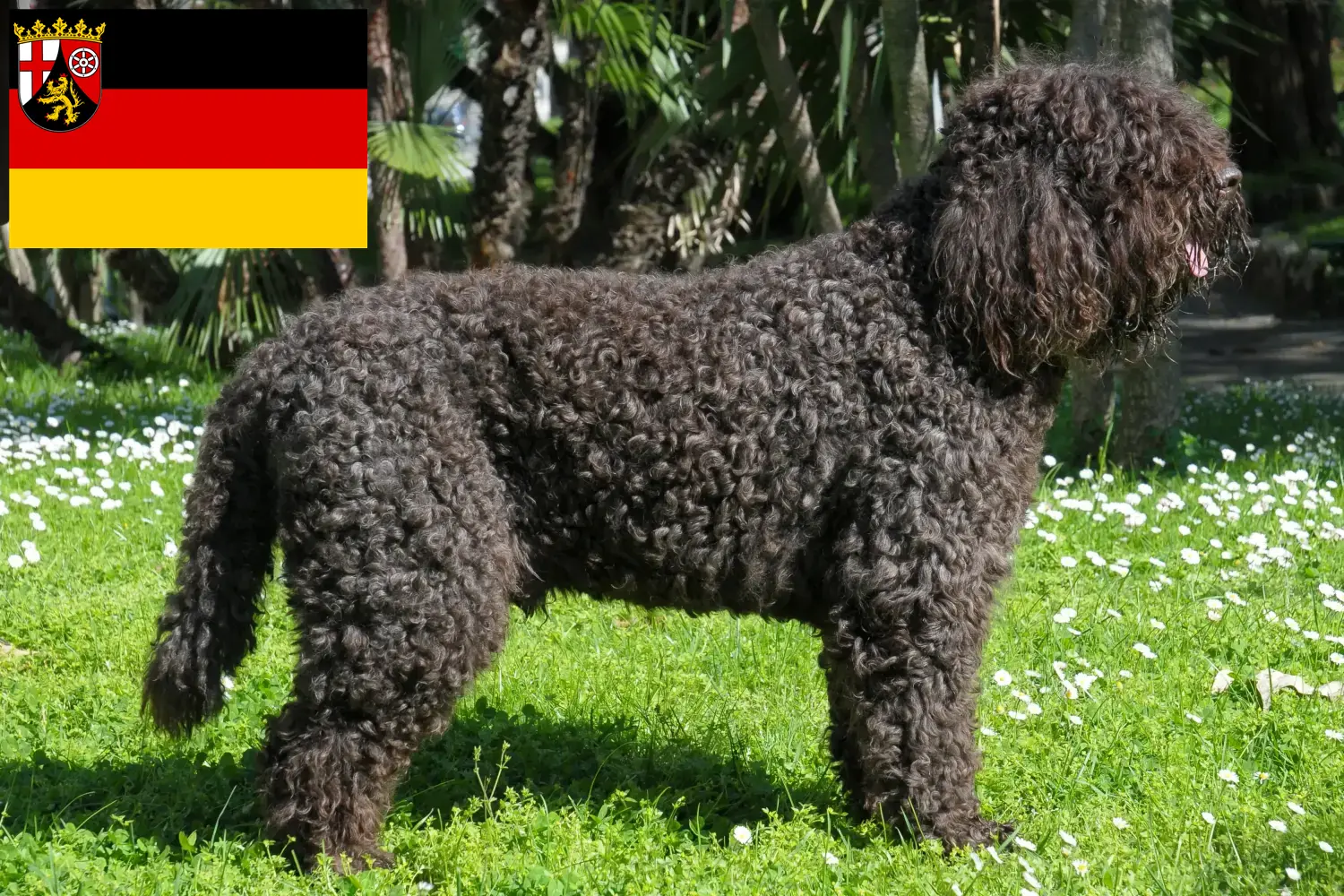 Read more about the article Barbet breeders and puppies in Rhineland-Palatinate