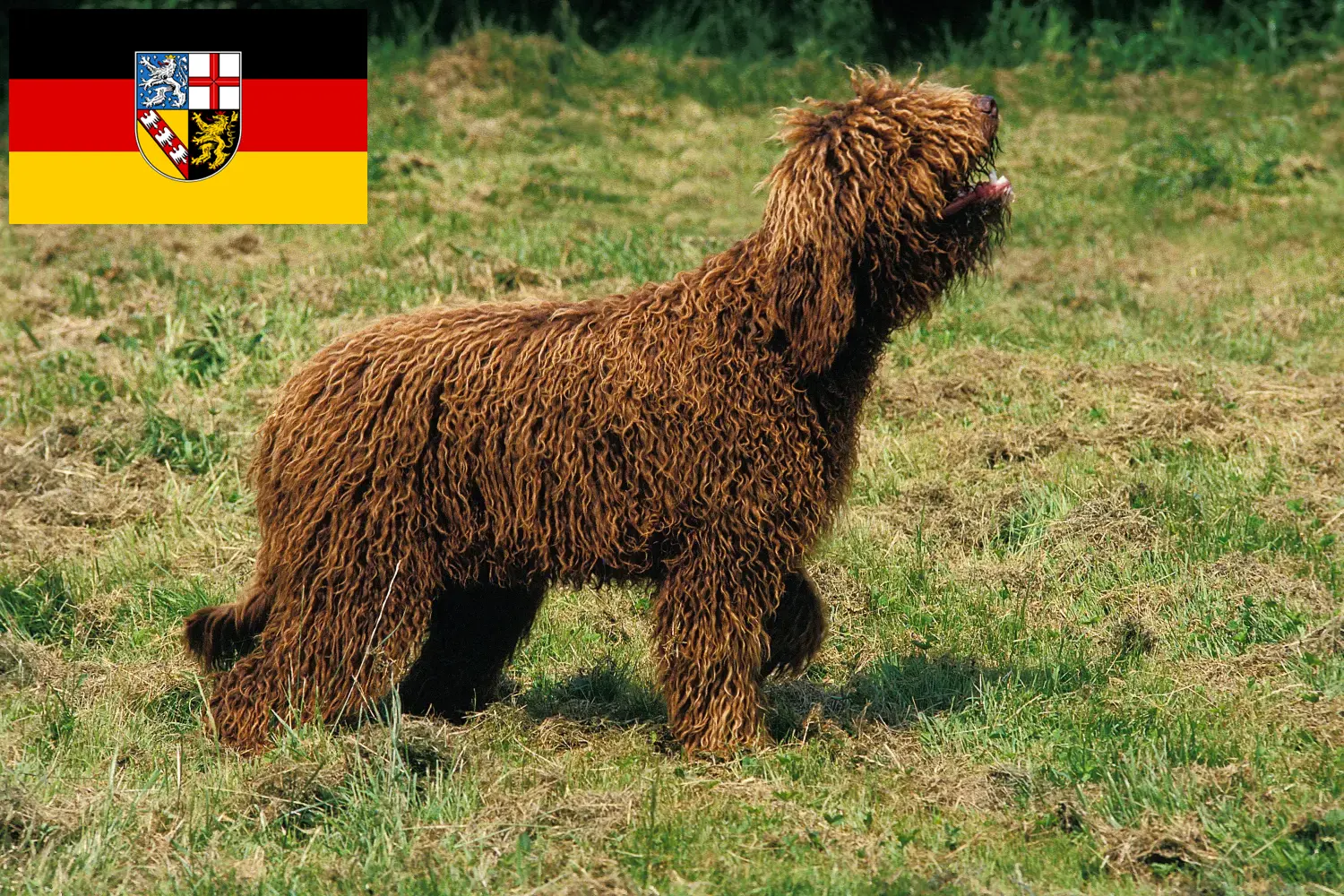 Read more about the article Barbet breeders and puppies in Saarland