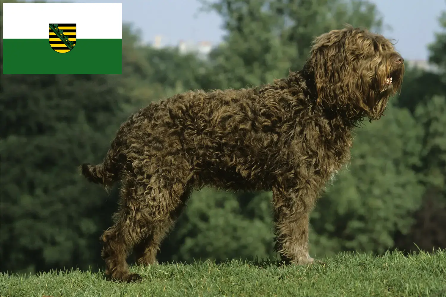 Read more about the article Barbet breeders and puppies in Saxony