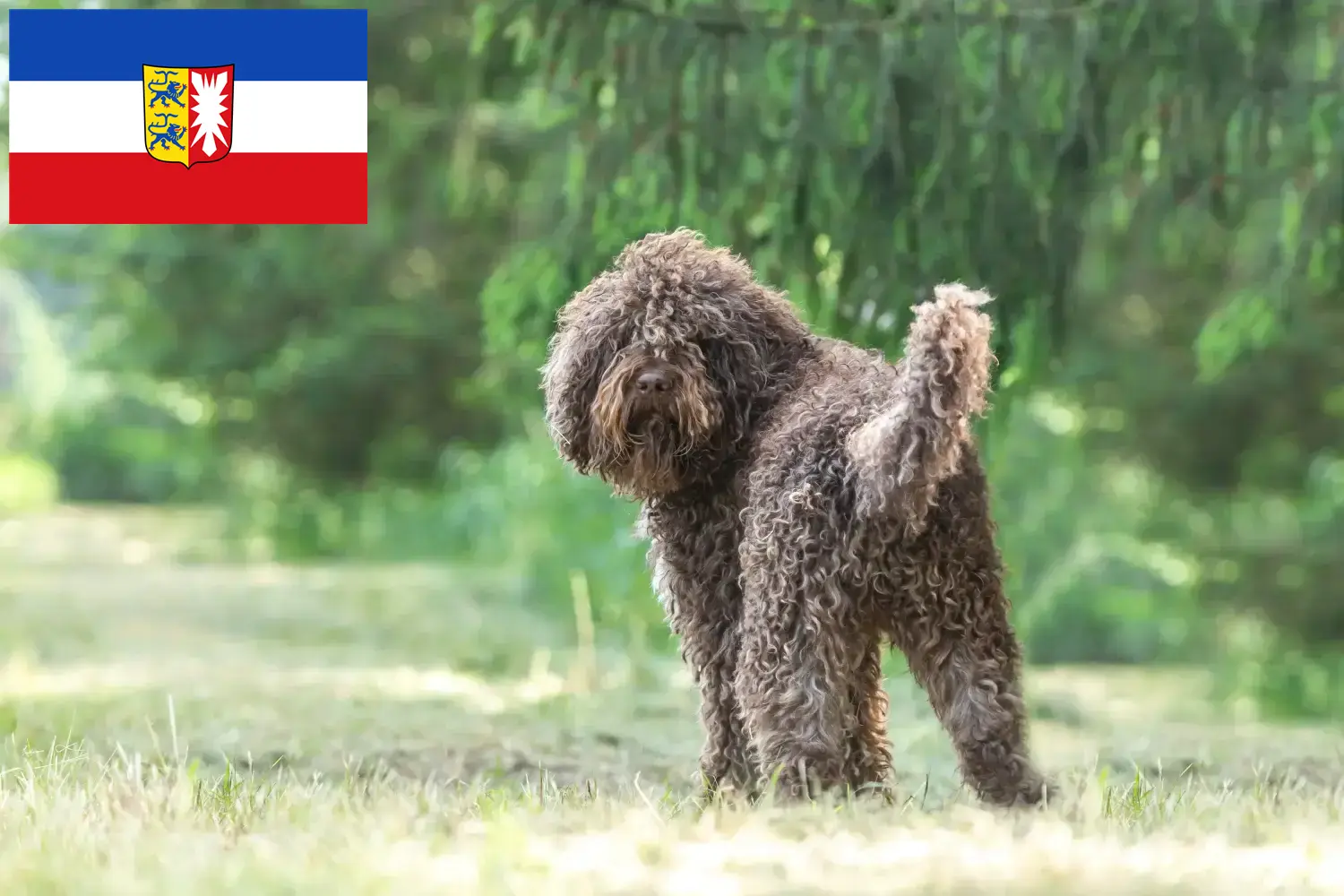 Read more about the article Barbet breeders and puppies in Schleswig-Holstein