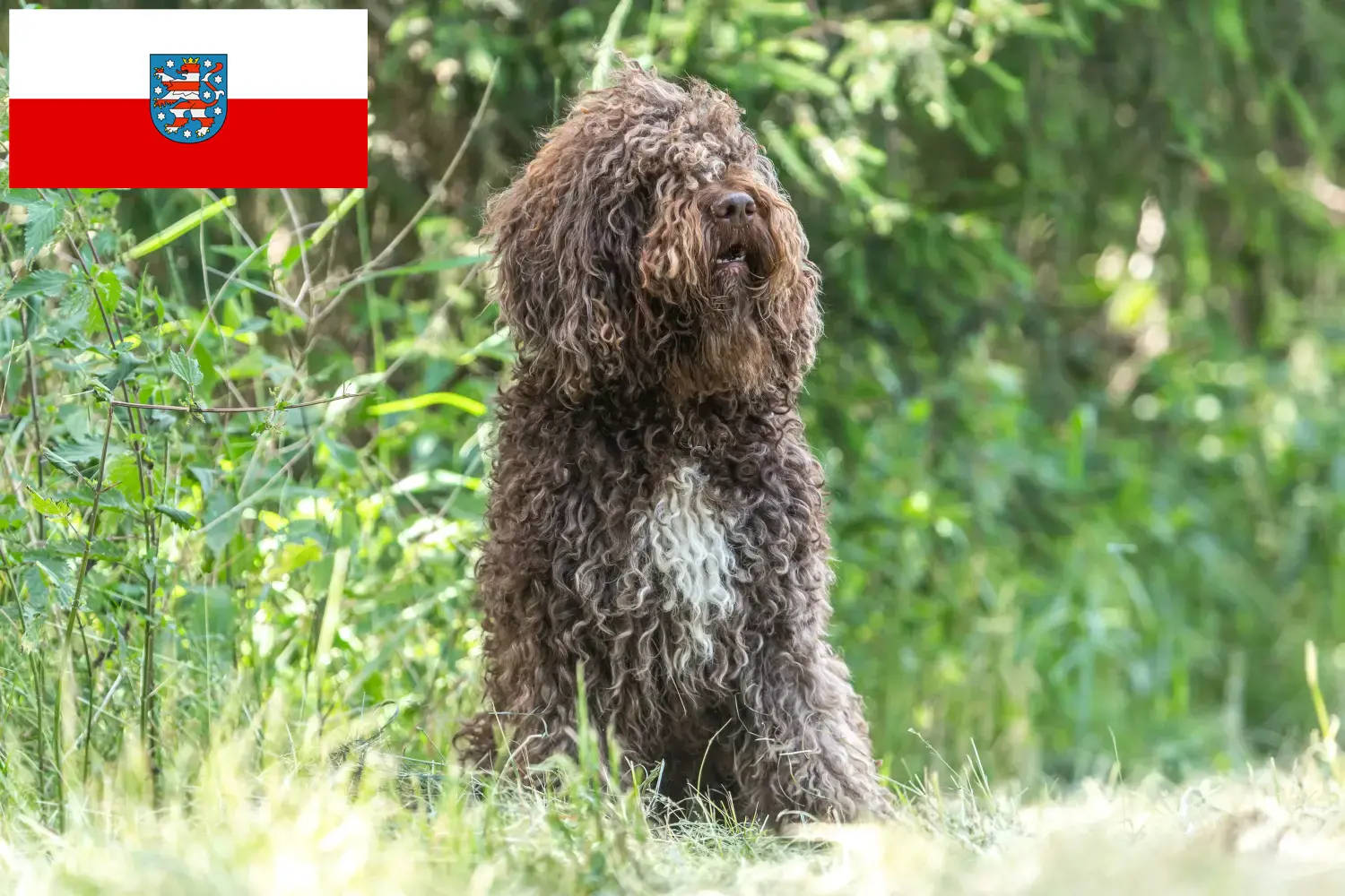 Read more about the article Barbet breeders and puppies in Thuringia