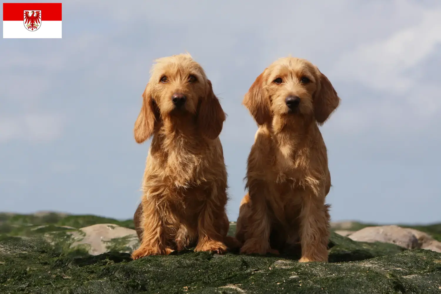 Read more about the article Basset fauve de Bretagne breeders and puppies in Brandenburg