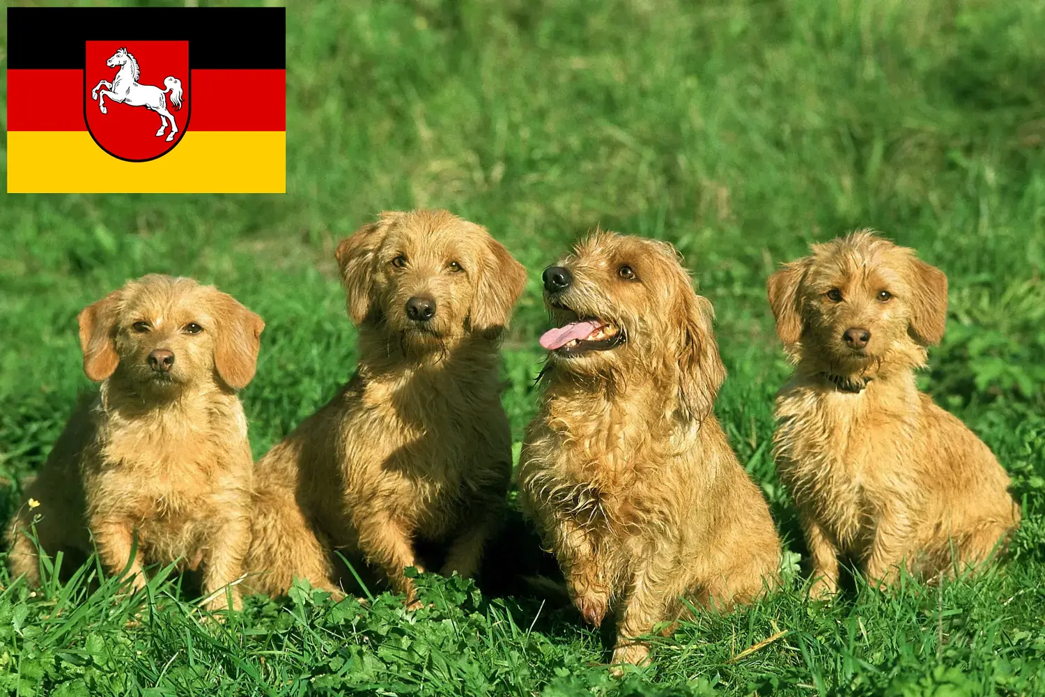 Read more about the article Basset fauve de Bretagne breeders and puppies in Lower Saxony