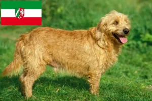 Read more about the article Basset fauve de Bretagne breeders and puppies in North Rhine-Westphalia