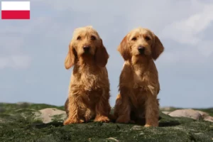 Read more about the article Basset fauve de Bretagne breeders and puppies in Poland