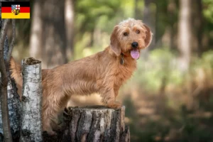 Read more about the article Basset fauve de Bretagne breeders and puppies in Saarland