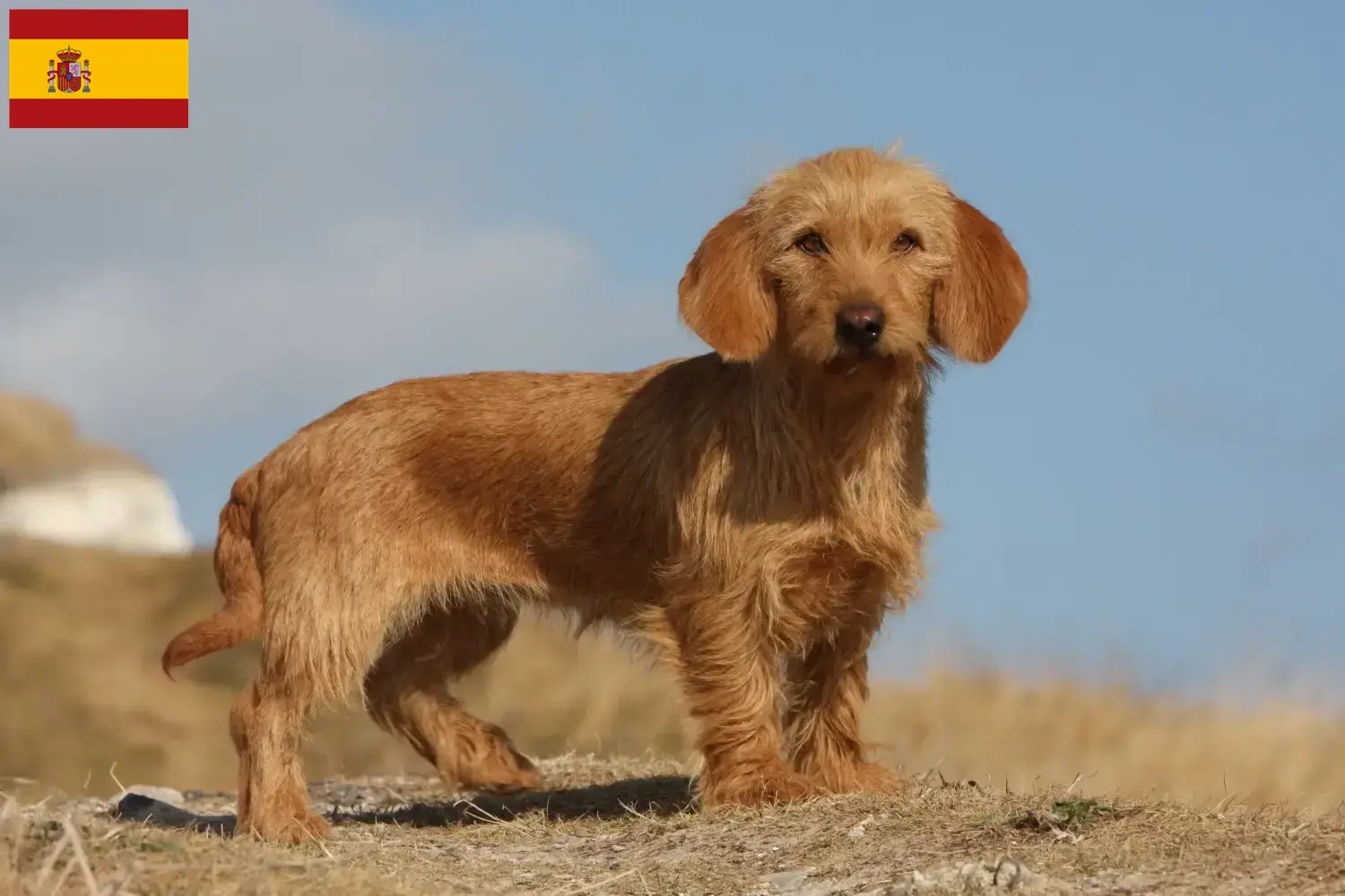 Read more about the article Basset fauve de Bretagne breeders and puppies in Spain