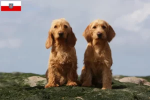 Read more about the article Basset fauve de Bretagne breeders and puppies in Thuringia