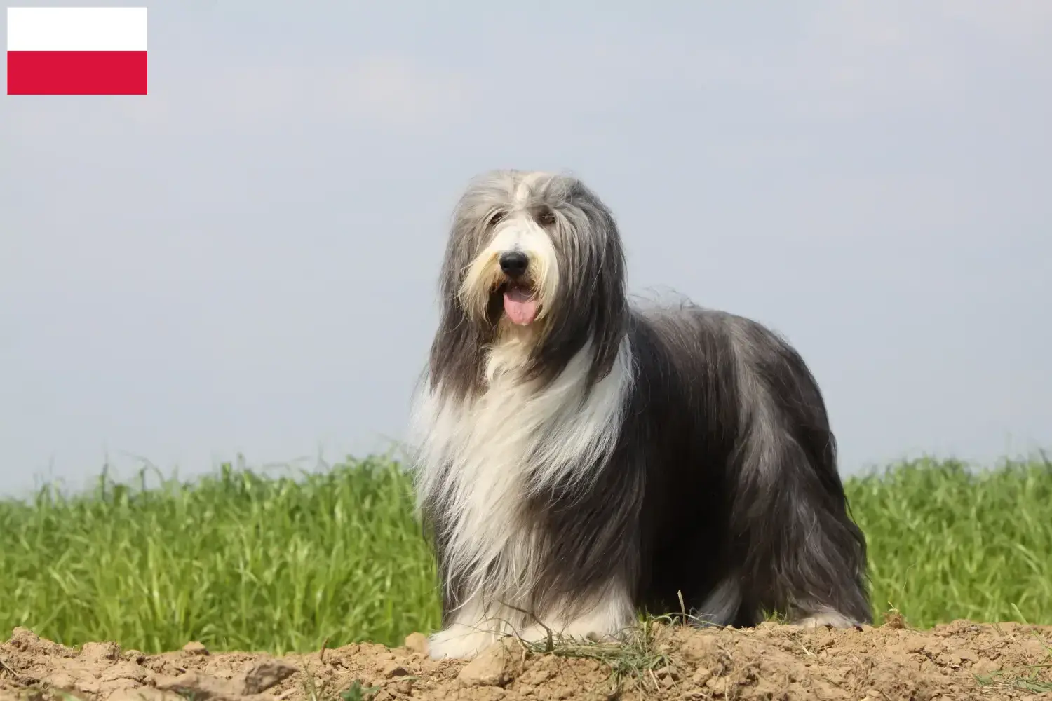 Read more about the article Bearded Collie breeders and puppies in Poland