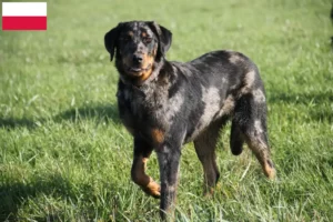 Read more about the article Beauceron breeders and puppies in Poland