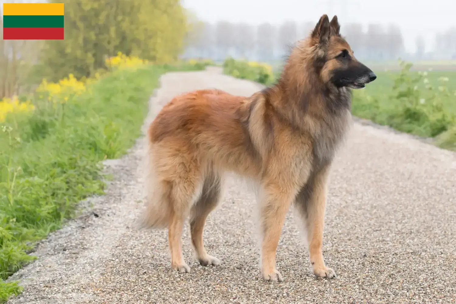 Read more about the article Belgian Shepherd Dog Breeder and Puppies in Lithuania