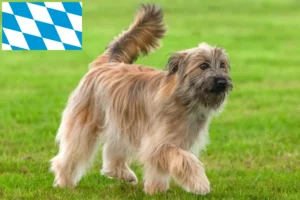 Read more about the article Berger des Pyrenees breeders and puppies in Bavaria