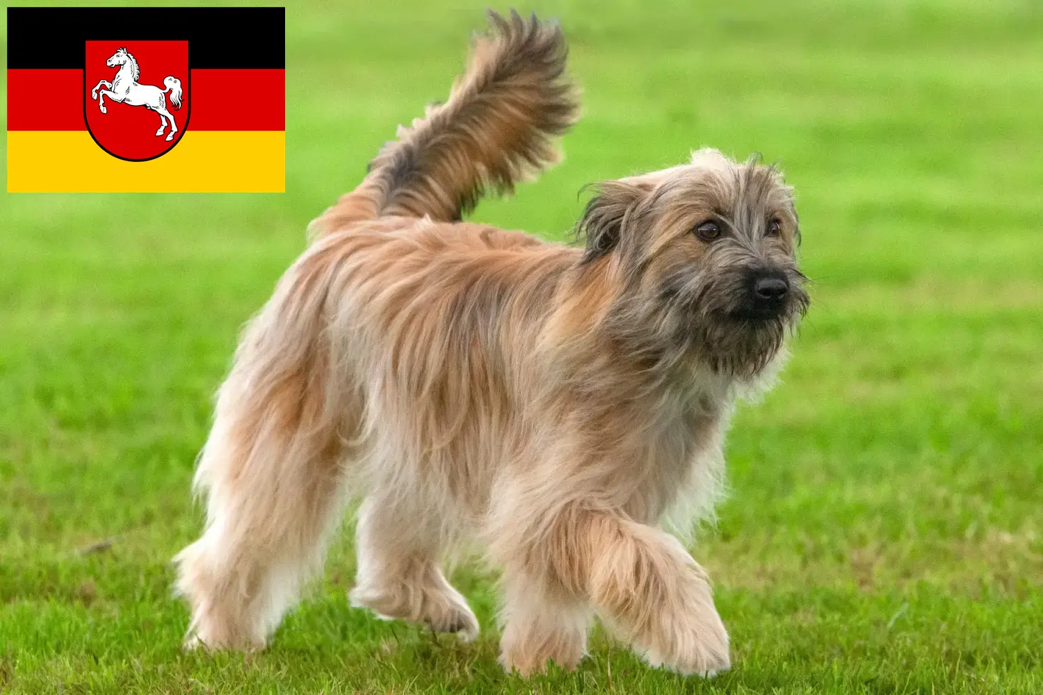 Read more about the article Berger des Pyrenees breeders and puppies in Lower Saxony