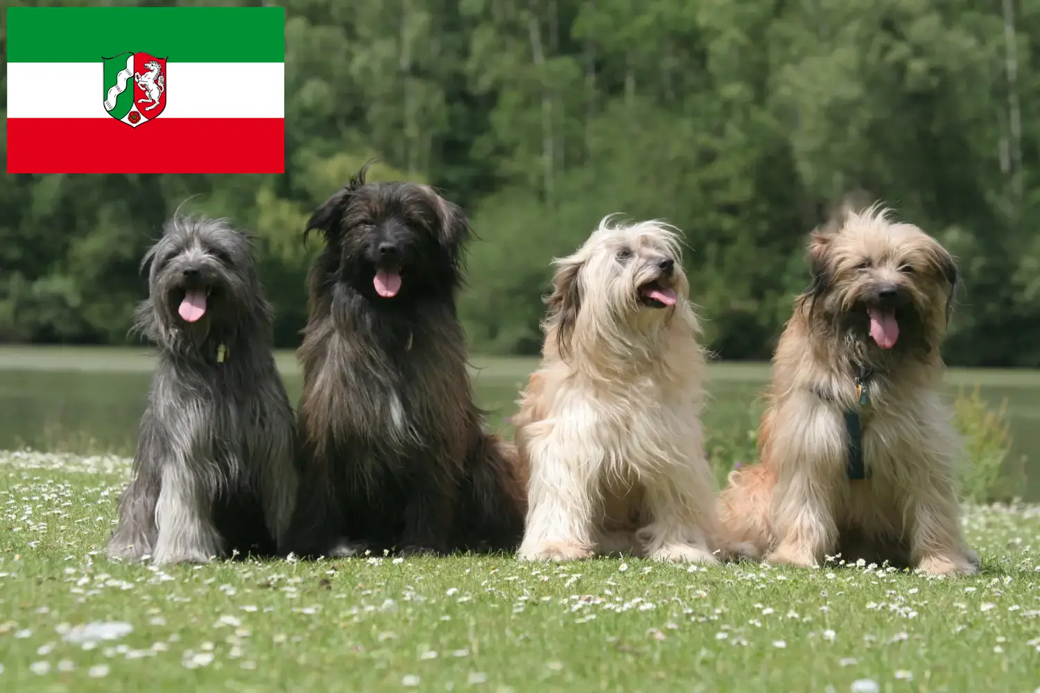 Read more about the article Berger des Pyrenees breeders and puppies in North Rhine-Westphalia