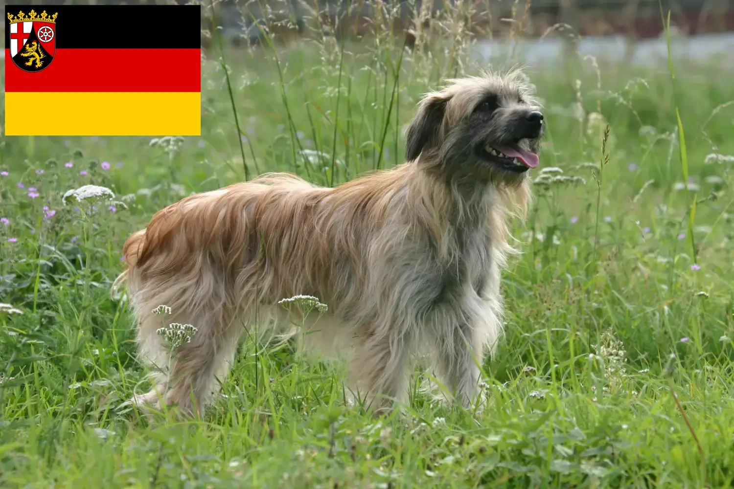 Read more about the article Berger des Pyrenees breeders and puppies in Rhineland-Palatinate