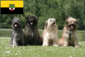 Read more about the article Berger des Pyrenees breeders and puppies in Saxony-Anhalt