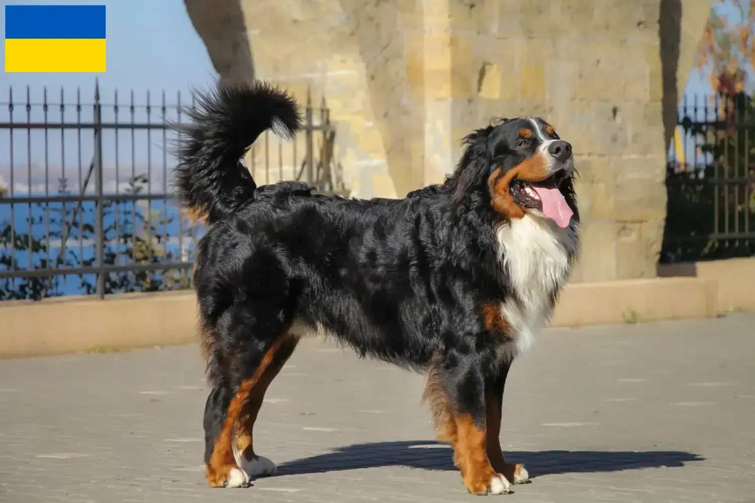 Read more about the article Bernese Mountain Dog Breeder and Puppies in Ukraine