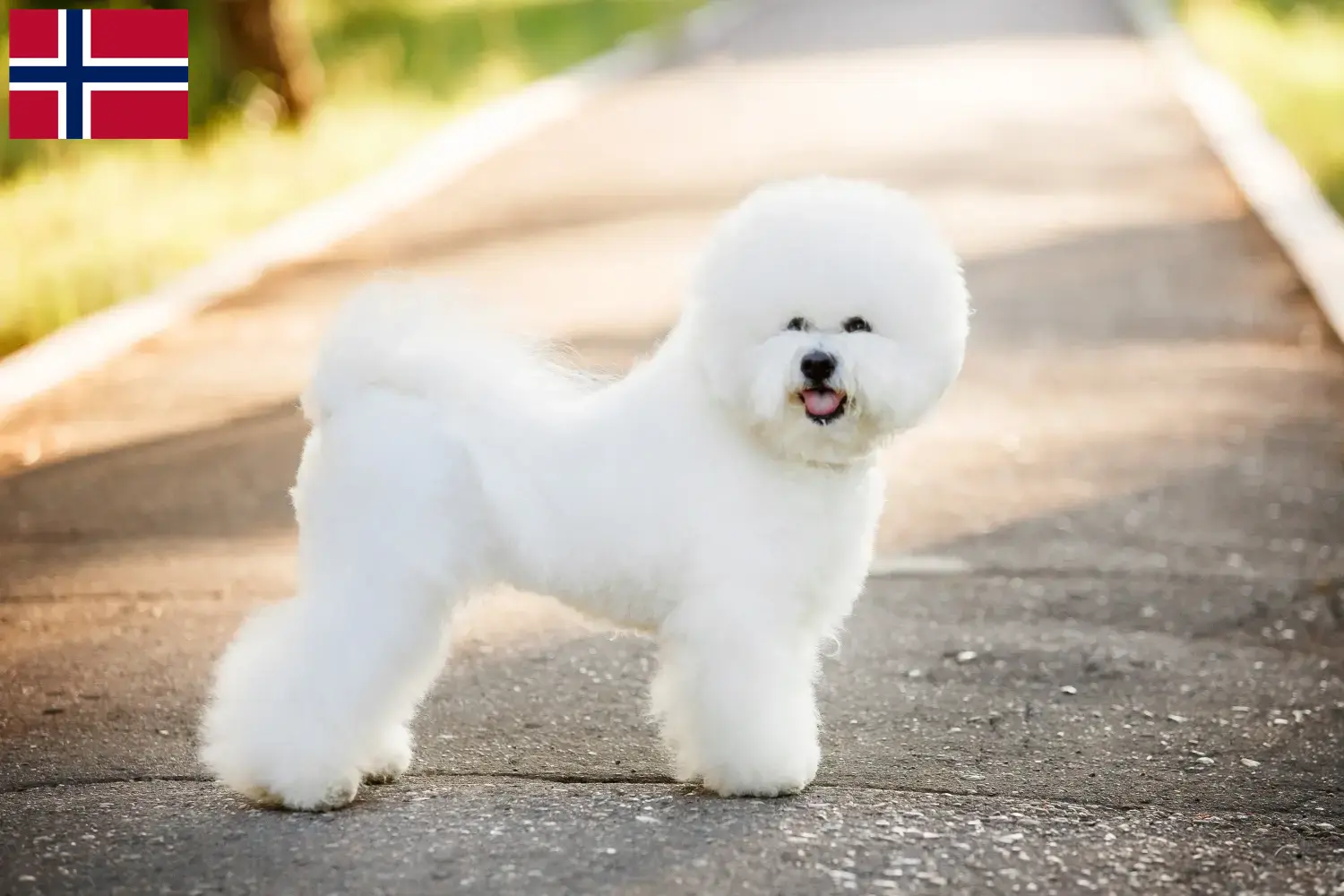 Read more about the article Bichon Frisé breeders and puppies in Norway