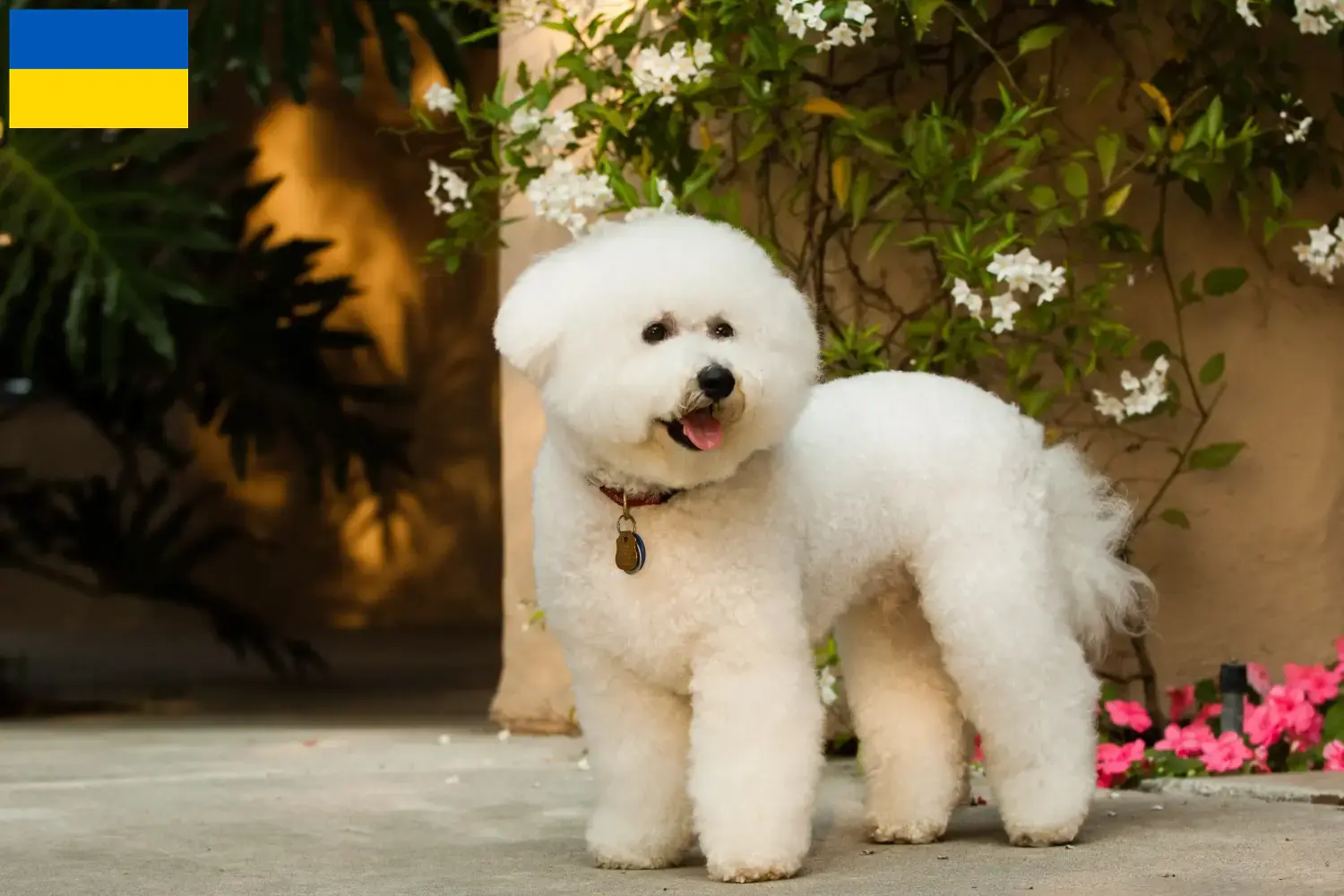 Read more about the article Bichon Frisé breeders and puppies in Ukraine