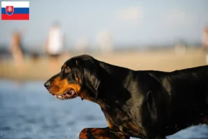 Read more about the article Black and Tan Coonhound breeders and puppies in Slovakia