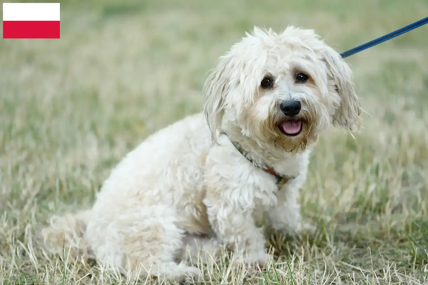 Read more about the article Bolognese breeders and puppies in Poland