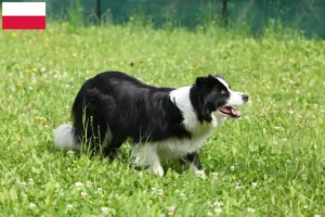 Read more about the article Border Collie breeders and puppies in Poland