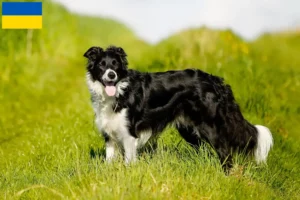 Read more about the article Border Collie breeders and puppies in Ukraine