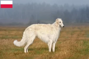 Read more about the article Borzoi breeders and puppies in Poland