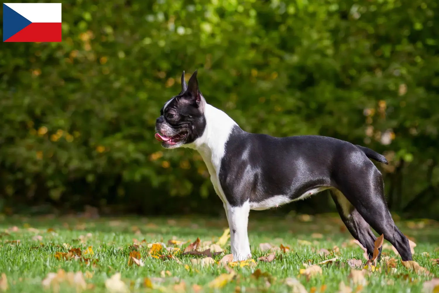 Read more about the article Boston Terrier breeders and puppies in the Czech Republic